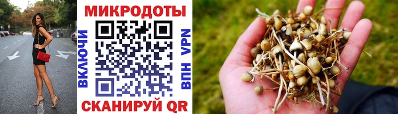 Псилоцибиновые грибы Psilocybe  Пошехонье 